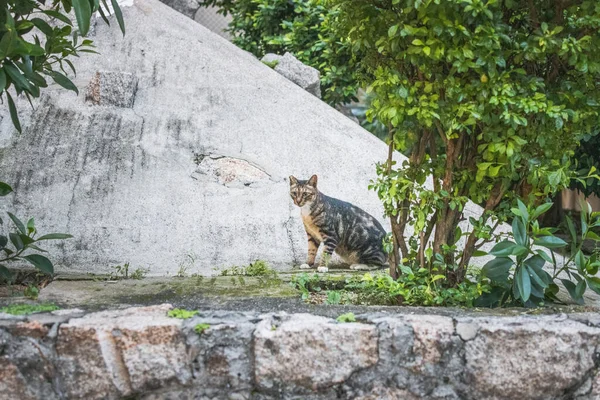 Stray Katt Trädgården Kvällstid Hong Kong — Stockfoto