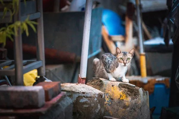 老城区的流浪猫 — 图库照片