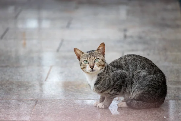 Verdwenen Kat Oude Stad Hong Kong — Stockfoto