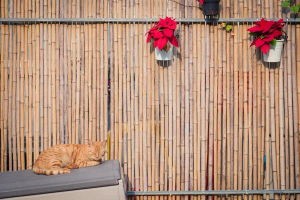 Ginger cat sleeping next to a bamboo fence — Stock Photo, Image