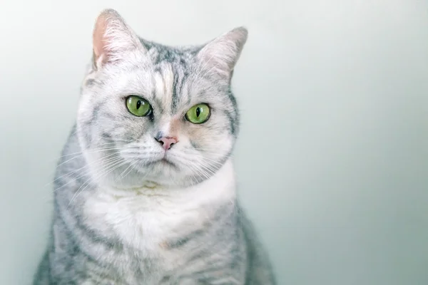 Portrait of a grey silver cat — Stock Photo, Image