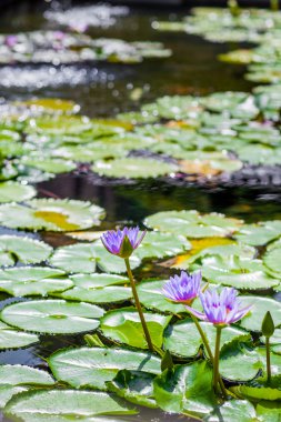 Yaz aylarında Lotus