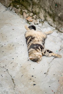 Yerde uyuyan relaxly kedi