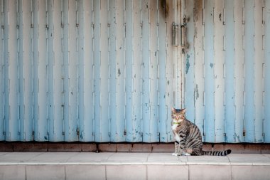 Bir kedi kapalı salonu önünde, Hong Kong oturuyor