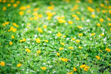 Küçük sarı çiçekler bir alanında, Hong Kong