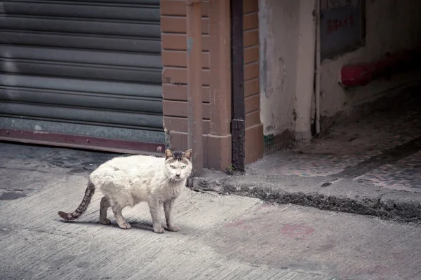 Грязная кошка говорит одиноко на улице — стоковое фото