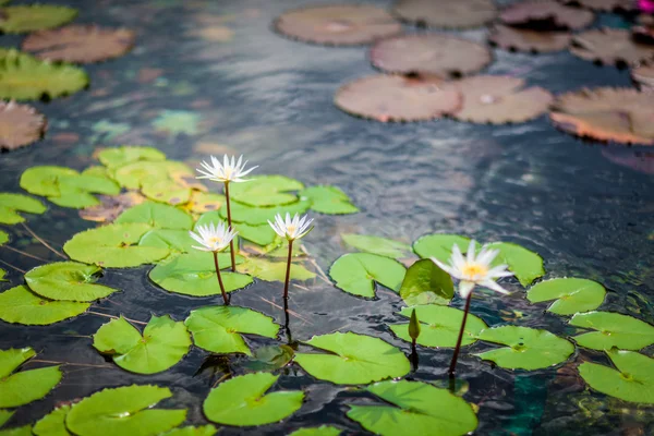 Yaz aylarında Lotus