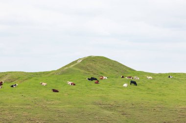 İngiltere, Wiltshire, Pewsey 'deki inekler ve çiftlik hayvanları. Sonbahar, uk