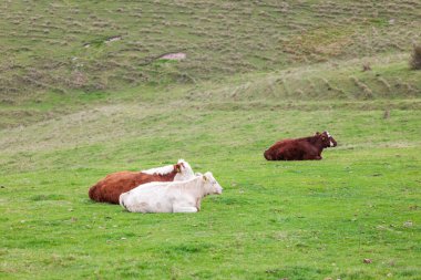 İngiltere, Wiltshire, Pewsey 'deki inekler ve çiftlik hayvanları. Sonbahar, uk