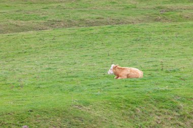 İngiltere, Wiltshire, Pewsey 'deki inekler ve çiftlik hayvanları. Sonbahar, uk