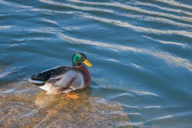Hambleden Weir 'da ördekler, Thames Nehri, Henley-on-Thames, Güney İngiltere, İngiltere