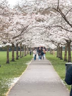 Bahar sakura ağaçları ve battersea Park Londra 'da yürüyen insanlar.