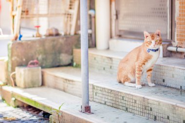 Bir kedi bir evin önünde oturuyor