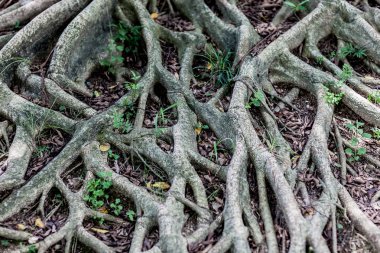 Bir ağacın kökleri