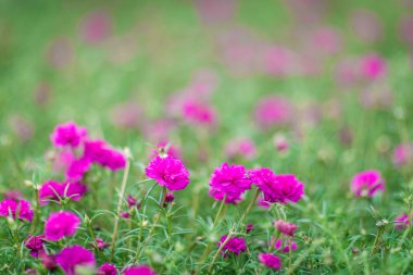 Sahada mor çiçekler