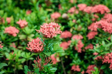 Sahada kırmızı küçük çiçekler