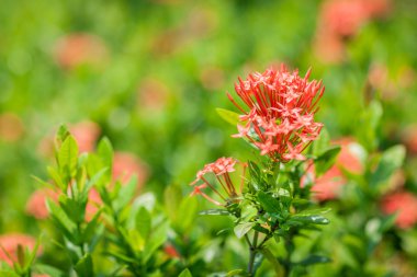 Sahada mor çiçekler