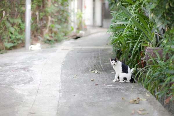 Кошка сидит на обочине дороги — стоковое фото