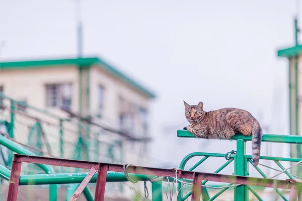 Um gato está sentado ao ar livre em uma tarde — Fotografia de Stock
