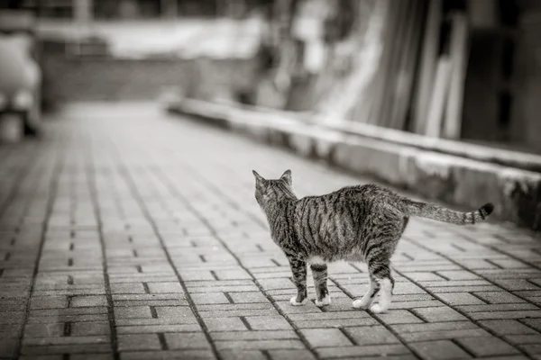 Katze auf der Straße — Stockfoto