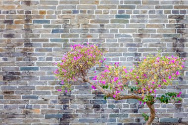 Eski bir duvar yanındaki kiraz çiçek
