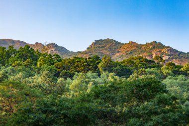 Ağaçlar ve katmanlar halinde dağ