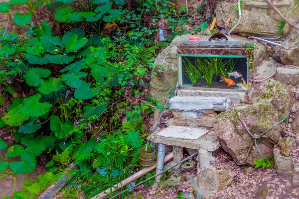 Tank in goldfish boşa arka