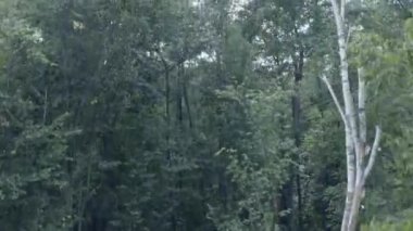 Güzel peri ormanı, kuş bakışı manzara, ormanda bahar.