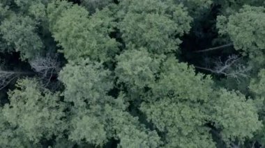 Güzel peri ormanı, kuş bakışı manzara, ormanda bahar.