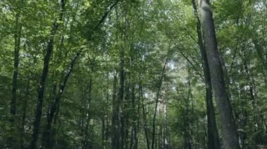 Güzel peri ormanı, kuş bakışı manzara, ormanda bahar.