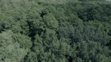 Güzel peri ormanı, kuş bakışı manzara, ormanda bahar.