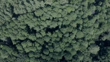 Güzel peri ormanı, kuş bakışı manzara, ormanda bahar.