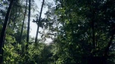 Güzel peri ormanı, kuş bakışı manzara, ormanda bahar.