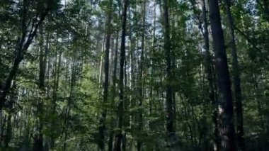 Güzel peri ormanı, kuş bakışı manzara, ormanda bahar.