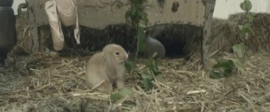 Küçük tavşanlar peri bahçesinde ot yerler.