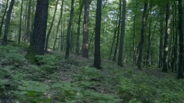 Güzel peri ormanı, kuş bakışı manzara, ormanda bahar.