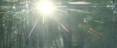 Peri ormanı ve güneş ışınları