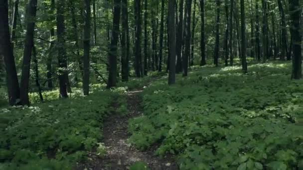 Güzel Peri Ormanı Kuş Bakışı Manzara Ormanda Bahar — Stok video