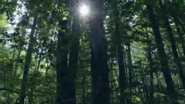 Hermoso Bosque Hadas Vista Pájaro Primavera Bosque — Vídeo de stock