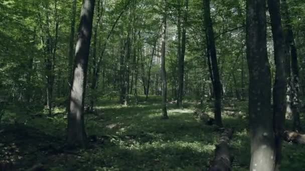 Vacker Älvskog Fågelperspektiv Vår Skogen — Stockvideo