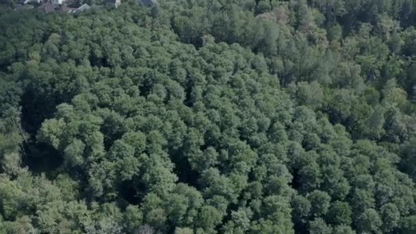 Hutan Peri Yang Indah Pandangan Mata Burung Musim Semi Hutan — Stok Video