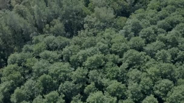 Красивый Сказочный Лес Вид Высоты Птичьего Полета Весна Лесу — стоковое видео