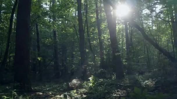 Güzel Peri Ormanı Kuş Bakışı Manzara Ormanda Bahar — Stok video