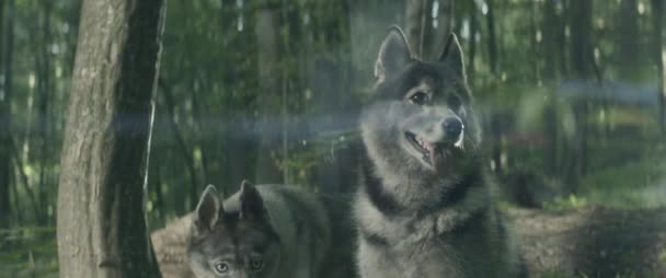 Λύκοι Ζουν Στο Δάσος — Αρχείο Βίντεο