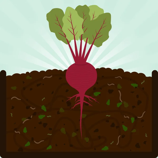 Plantation de betteraves et de compost — Image vectorielle