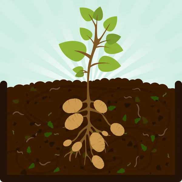 Dikim patates ve kompost