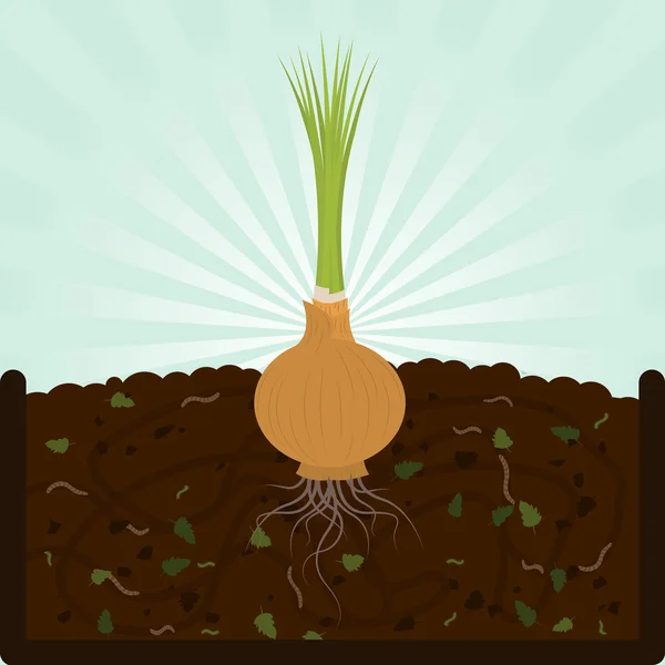 Ültetés a hagyma és a komposzt — Stock Vector