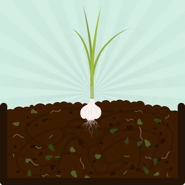 Planting garlic and compost — Stock Illustration Planting garlic and compost Stock Illustration
