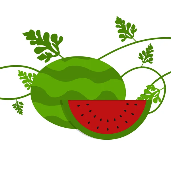 Watermelon with leaves — Stock Vector