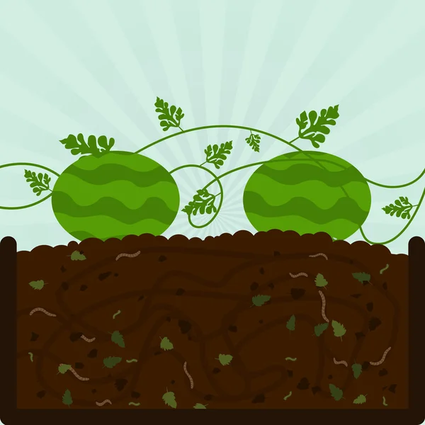 Plantation de pastèque et de compost — Image vectorielle